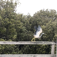 Egretta novaehollandiae