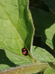 Adalia bipunctata