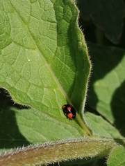 Adalia bipunctata