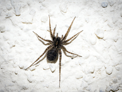 Pardosa agricola