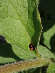 Adalia bipunctata