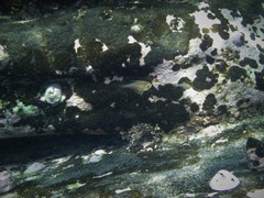 Pempheris compressa