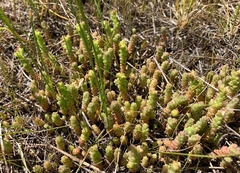 Sedum acre