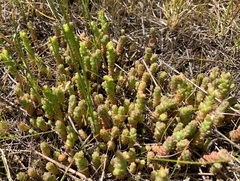 Sedum acre