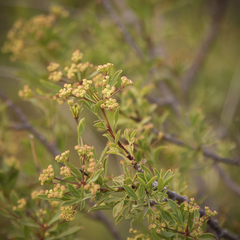 Heteromorpha arborescens
