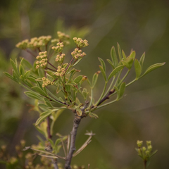 Heteromorpha arborescens