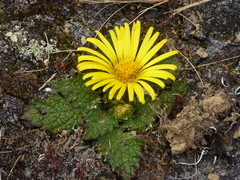 Paranephelius