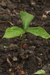Arisaema jacquemontii