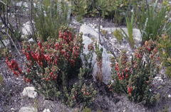 Erica monadelphia