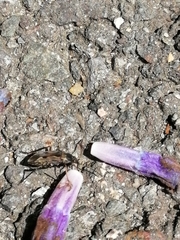 Rhyparochromus vulgaris