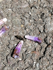 Rhyparochromus vulgaris