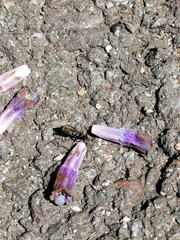 Rhyparochromus vulgaris