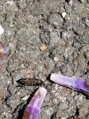 Rhyparochromus vulgaris