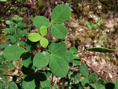Cytisophyllum sessilifolium