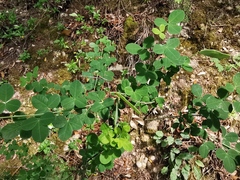 Cytisophyllum sessilifolium