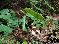 Cytisophyllum sessilifolium