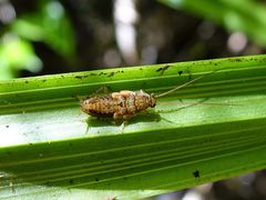 Parellipsidion latipenne