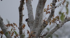 Chrysocolaptes festivus