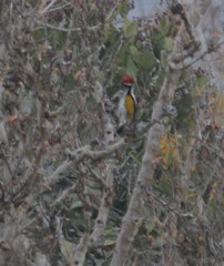 Chrysocolaptes festivus