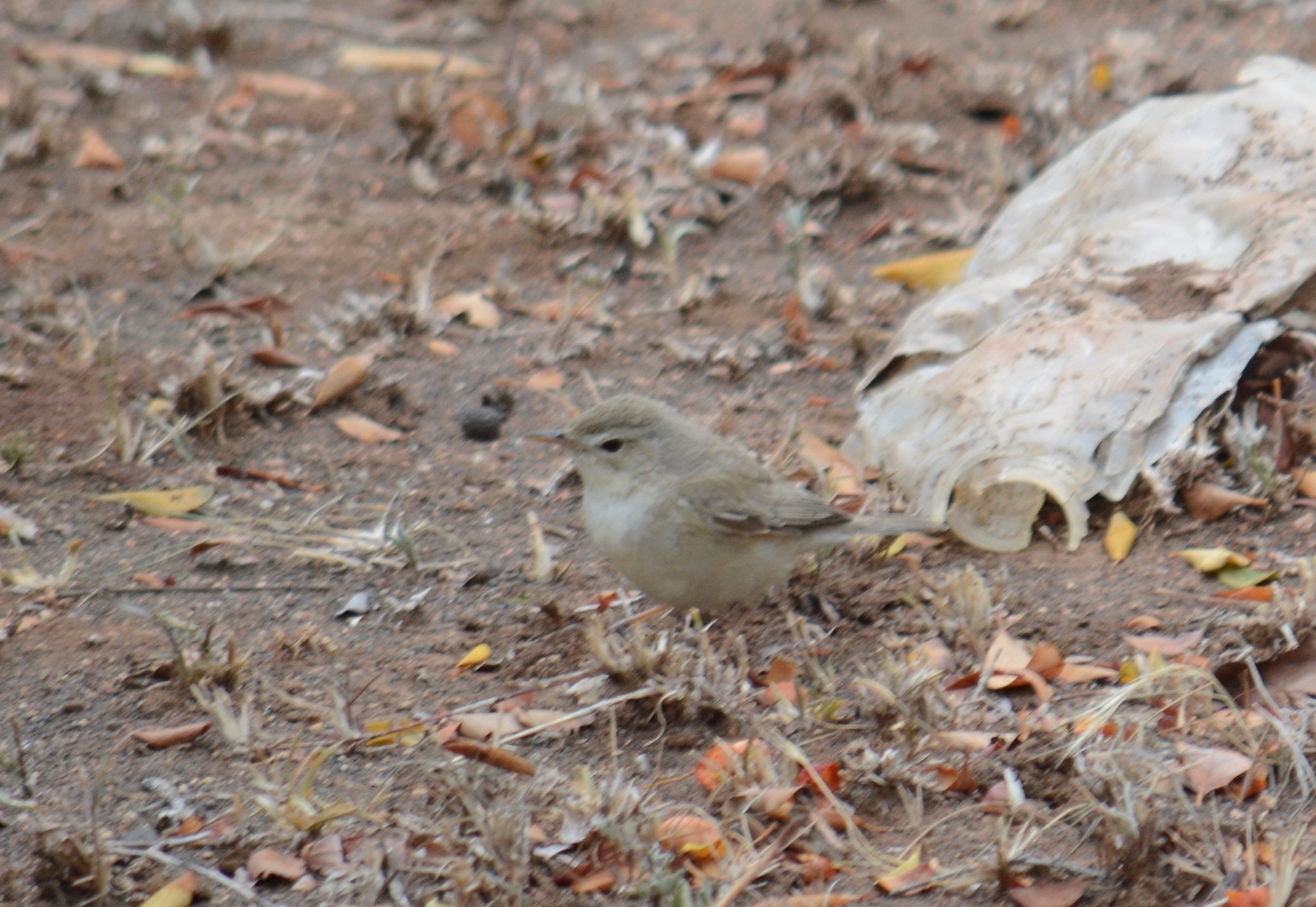 Booted Warbler