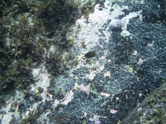 Prionurus microlepidotus