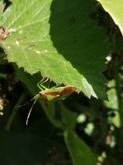 Acanthosoma haemorrhoidale