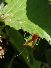 Acanthosoma haemorrhoidale