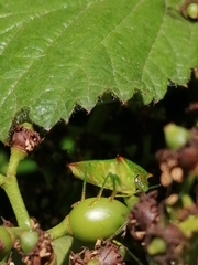 Acanthosoma haemorrhoidale