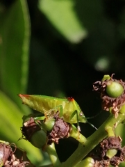 Acanthosoma haemorrhoidale