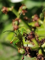 Acanthosoma haemorrhoidale