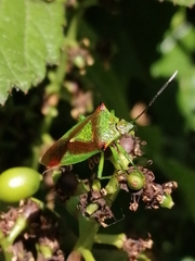 Acanthosoma haemorrhoidale