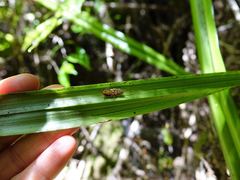 Parellipsidion latipenne