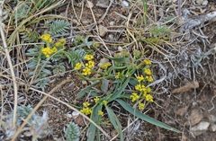 Bupleurum bicaule
