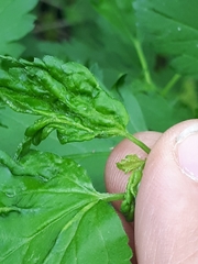 Hyperomyzus pallidus