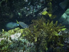 Anampses caeruleopunctatus