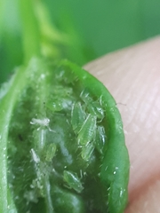 Hyperomyzus pallidus