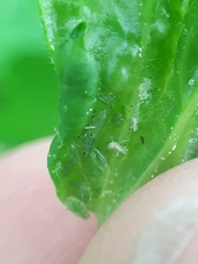 Hyperomyzus pallidus