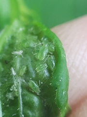 Hyperomyzus pallidus