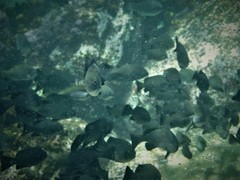 Girella elevata