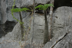 Pachypodium lamerei image