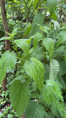 Urtica dioica