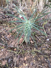 Euphorbia clava