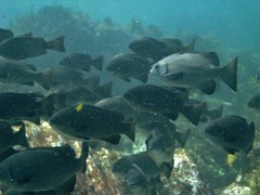 Girella elevata