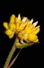 Conostylis aculeata