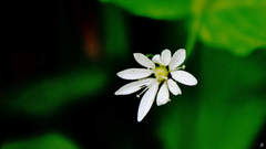 Stellaria bungeana