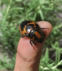 Cyclocephala mafaffa