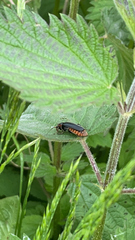Cantharis fusca