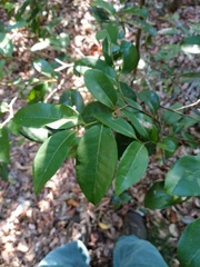 Huberantha nitidissima
