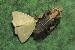 Chlorissa viridata