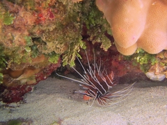 Pterois radiata